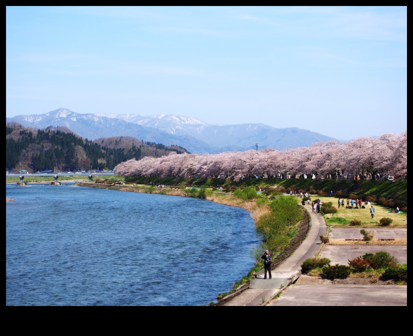 Șoapte Sakura: grădini japoneze de flori de cireș