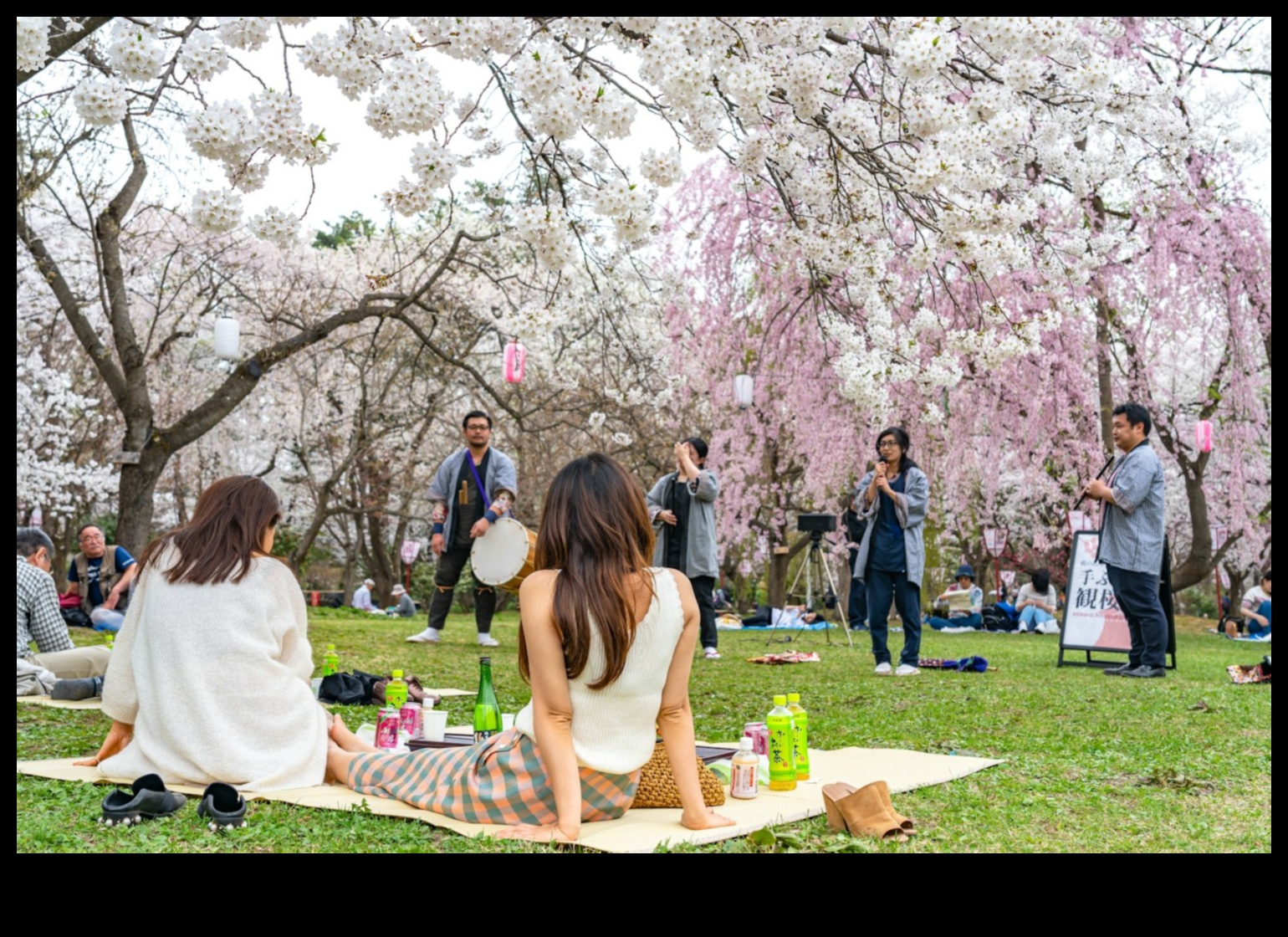 Șoapte Sakura: grădini japoneze de flori de cireș