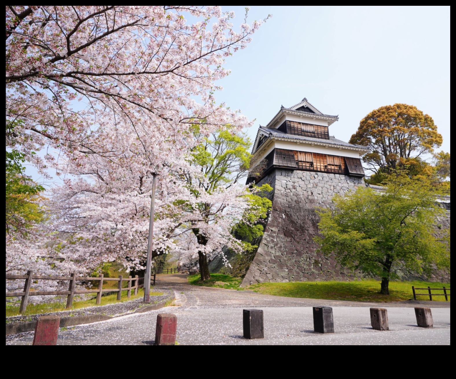 Șoapte Sakura: grădini japoneze de flori de cireș