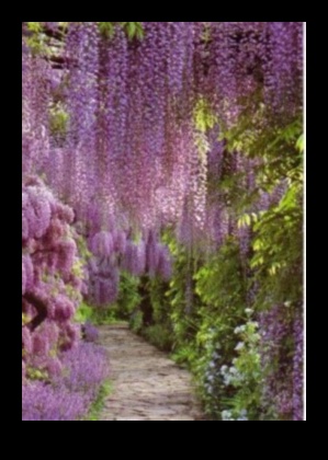 Visele Wisteria: grădinile japoneze în plină floare