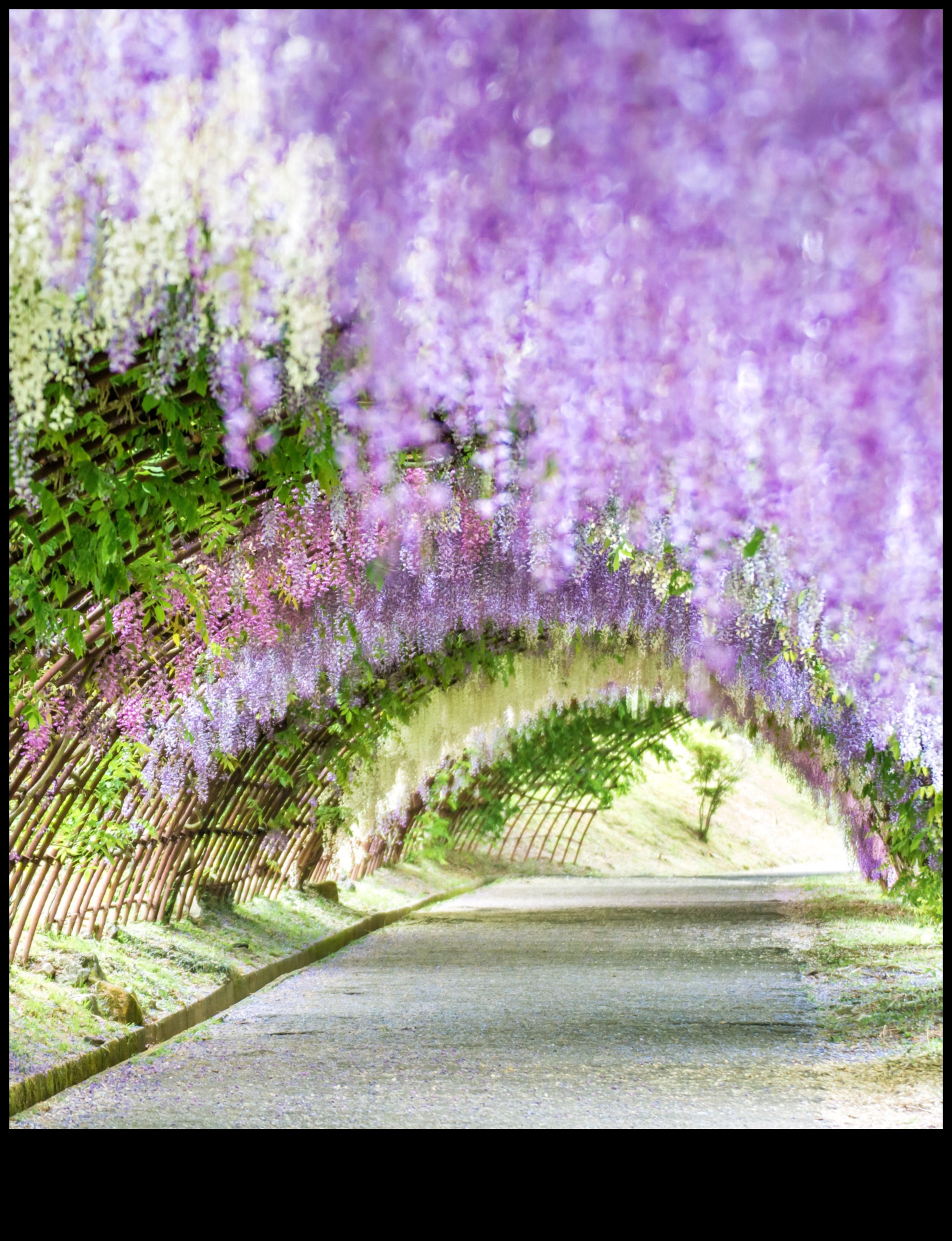 Visele Wisteria: grădinile japoneze în plină floare