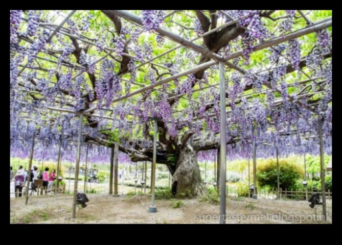 Wisteria visează o oda florală către grădinile japoneze în plină floare