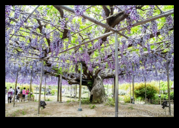 Visele Wisteria: grădinile japoneze în plină floare